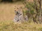 Leopard, Kenya, Africa Art Print
